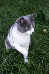 Curious cat sitting on the green grass. Cat on the lawn.