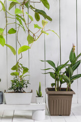 Hanging plants and pots of various sizes on the floor and white painted wooden background. Cactus of various colors.