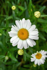 Obraz premium Big chamomile