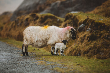 Obraz premium Irish sheep with her lamb at the Healy Pass, Beara Peninsula, Ireland.