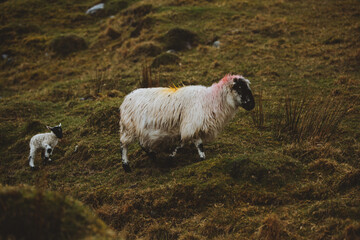 Irish sheep and her lamb at the Healy Pass, Beara Peninsula, Ireland 