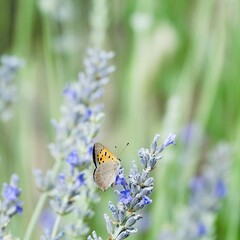 Bicolor mantled butterfly (Lycaena phlaeas) on purple lavender flowers in Andalucia (Spain)