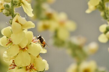 Striped Syrfidae (Eristalis stipator) among yellow verbascum flowers