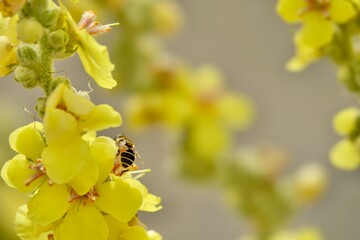Striped Syrfidae (Eristalis stipator) among yellow verbascum flowers