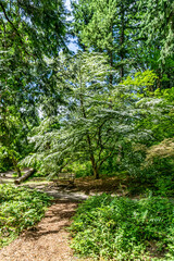 Large Tree White Blossoms 4