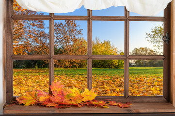 old wooden window and view to autmn backyard with yellow falling leaves
