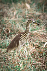 Javan Pond Heron