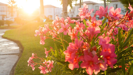 Amanecer en el parque