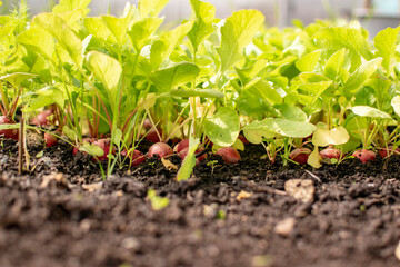 Radish in the garden in natural conditions. Garden concept.