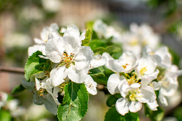 Blooming apple flowers close-up. Natural concept.