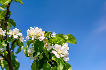 Blooming apple flowers close-up. Natural concept.