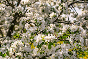 Branches of an apple tree strewn with spring flowers against the blue sky. Natural concept.