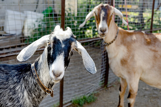  Two nubian goats with collars look at the camera with interest. Sallow depth of field. Focus on one of the goat. 