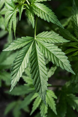 Texture of the cannabis plant, lit by the sun on a blurred background.