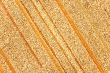 Bamboo wood - actually a grass fibres - structure under 4x magnification microscope photo