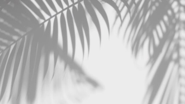 motion of shadow palm leaf in the wind blowing overlay on white wall background, concepts summer