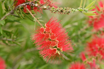 callistemon