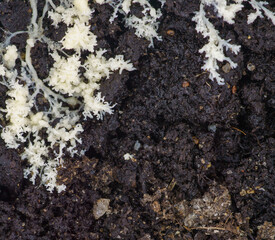 Myxomycetes Brefeldia maxima growing on substrate