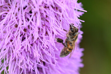 abeille butinant