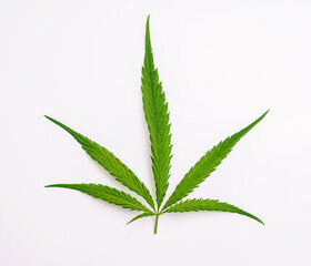 Marijuana leaf on white background