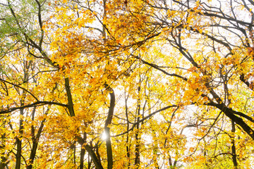 Fall leaves in park Fall leaves in park