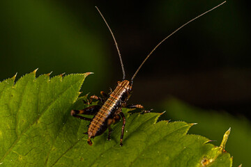 a small black-brown grasshopper with a long mustache sits on the edge of a green leaf.
