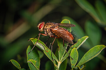 a small light brown fly with red eyes on lingonberry leaves.