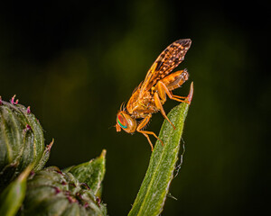 a small yellow fly with iridescent eyes and variegated wings at the end of a stem of grass.