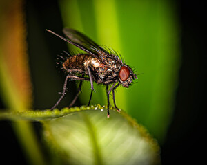 a small fly with brown eyes sits on the edge of a leaf.