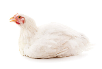 One white chicken.