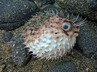 pufferfish