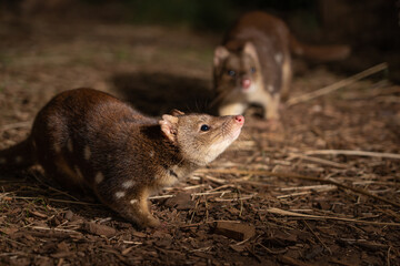 Closeup of a cute Tiger Quoll, also known as spotted-tail quoll, spotted quoll native to Australia.