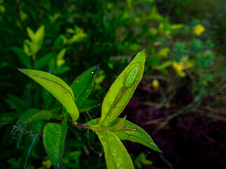 Beautiful Spider camouflaging on a leaf.