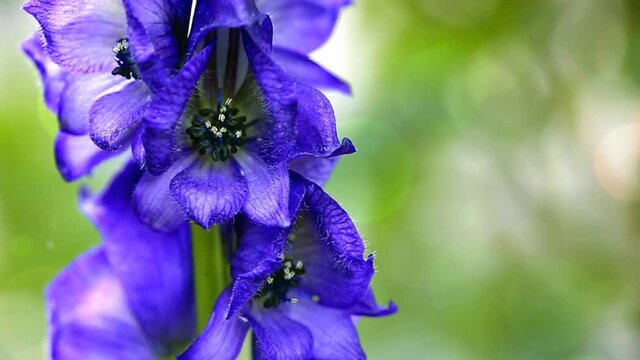 Close up view on Aconitum carmichaelii isolated on blur background.