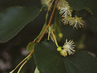 White linden flowers on a background of green leaves. Flowers blossoming tree linden wood, used for the preparation of healing tea, natural background
