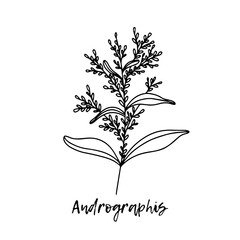 Andrographis paniculata, or king of bitters. Ayurveda. Natural herbs. Ayurvedic herbs, medicines. Herbal illustration. A medicinal plant. The style of doodles. Medicines for health from plants. 