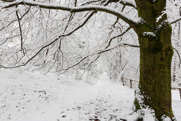 Eine Buche überspannt einen Wanderweg mit ihren kahlen Ästen bei Schnee im Winter-