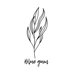Blue gum. Ayurveda. Natural herbs. Ayurvedic herbs, medicines. Herbal illustration. A medicinal plant. The style of doodles. Medicines for health from plants.
