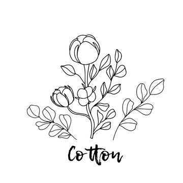 Cotton. Ayurveda. Natural herbs. Ayurvedic herbs, medicines. Herbal illustration. A medicinal plant. The style of doodles. Medicines for health from plants. Aromatherapy. Wildflowers.