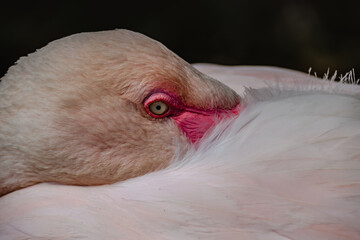 Fototapeta premium Flamingo Head and Neck Detail.Pink flamingo feather and eye pattern.Resting greater flamingo,Phoenicopterus roseus, close up.Exotic bird in ZOO.Wildlife animal scene.Natural beauty outdoors.