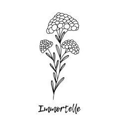 Immortelle. Ayurveda. Natural herbs. Ayurvedic herbs, medicines. Herbal illustration. A medicinal plant. The style of doodles. Medicines for health from plants. 