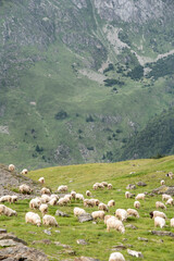 Fototapeta na wymiar Herds of sheep grazing in the meadows and mountains of the high Aragonese Pyrenees in summer