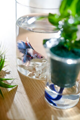 ベタと植物
