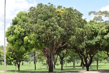 Fototapeta na wymiar mangueira