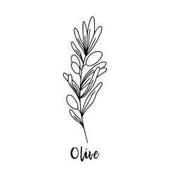Olive. Ayurveda. Natural herbs. Ayurvedic herbs, medicines. The style of doodles. Medicines for health from plants. Herbal illustration. A medicinal plant. Sprig with olives.