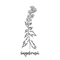 Ayurveda. Natural herbs. The style of doodles. Medicines for health from plants. Sagebrush. Herbal illustration. A medicinal plant. Ayurvedic herbs, medicines. 
