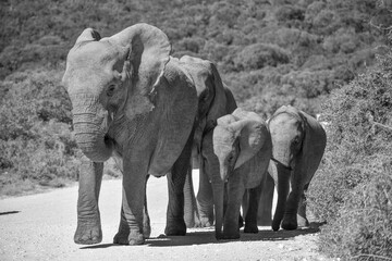 Family of elephants in black and white