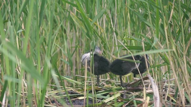 A duck Fulica atra with three small beautiful chicks wash in the a nest built in the water in the spring on a sunny day. Black water chicken on a nest with children. Environmental protection