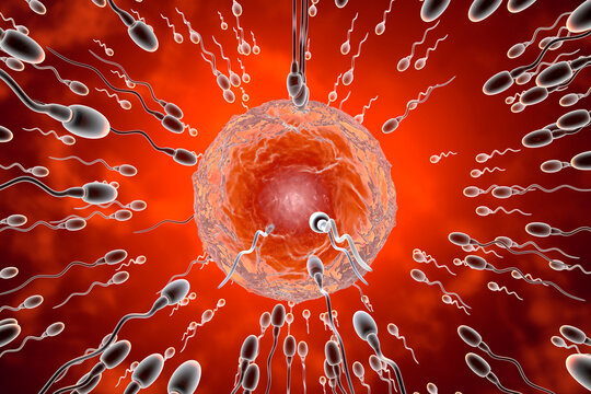 Sperm cells racing till egg for fertilization