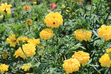 bright beautiful summer flowers in the botanical garden